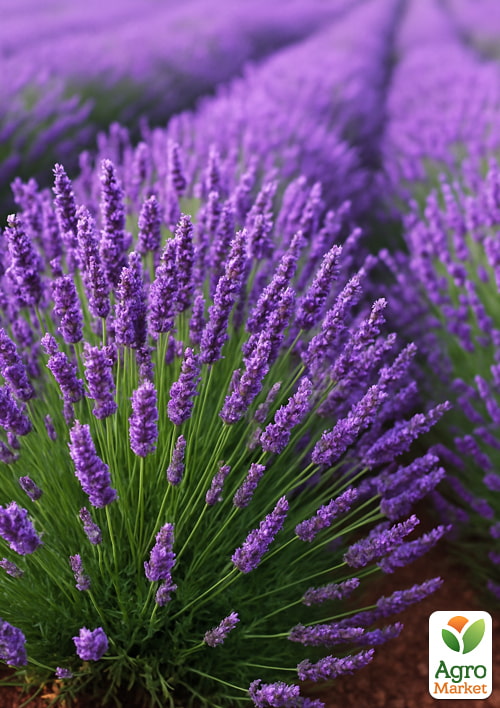 Лавандин "Grosso" (гибридная лаванда)