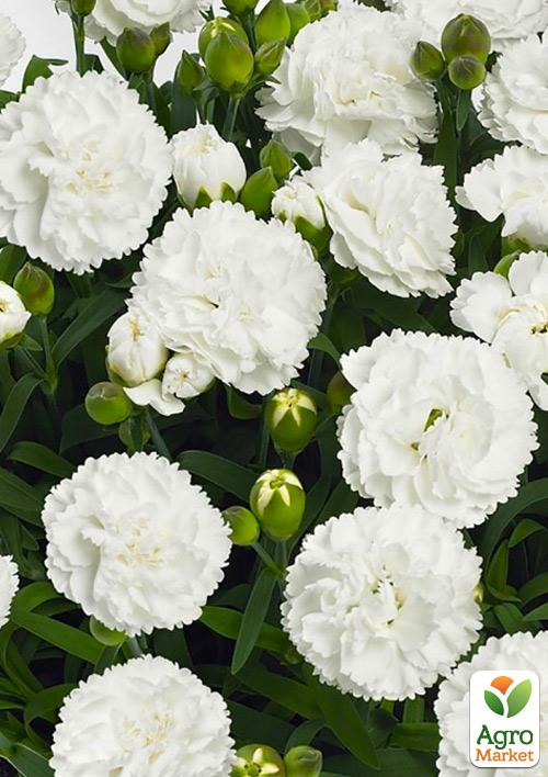 Гвоздика Махровая "Pinocchio Bianco" (контейнер № 10, высота 10 см)