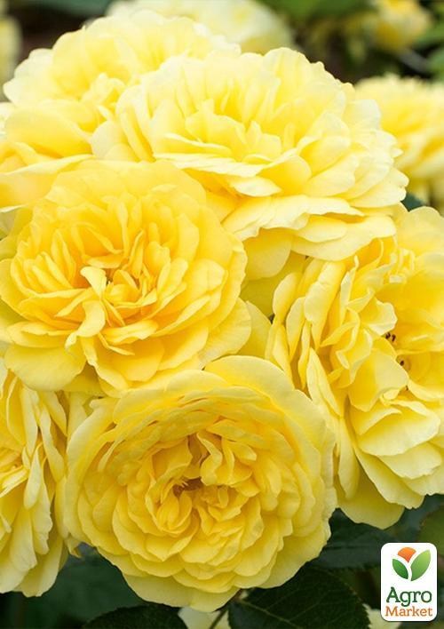 Роза патіо "Комтесс дю Баррі"