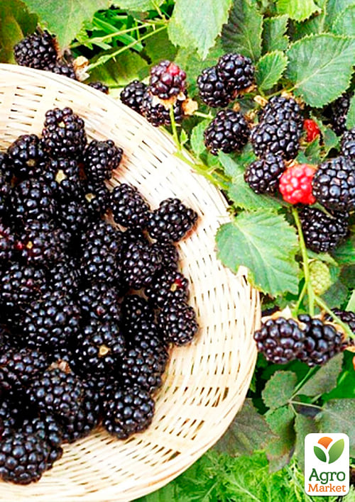 Ежевика ранняя "Натчез" (Natchez) - фото 2