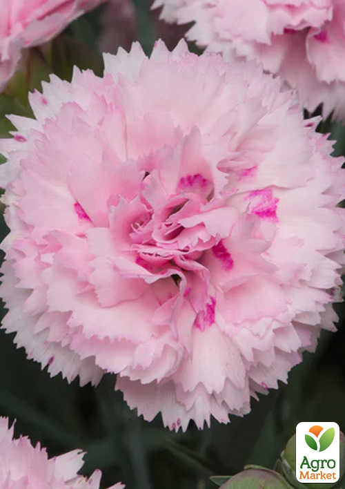 Гвоздика Махрова "Candy Floss"