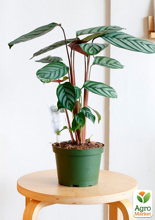 LMTD Ктенанта "Compactista" (высота 70-90см) - фото 5