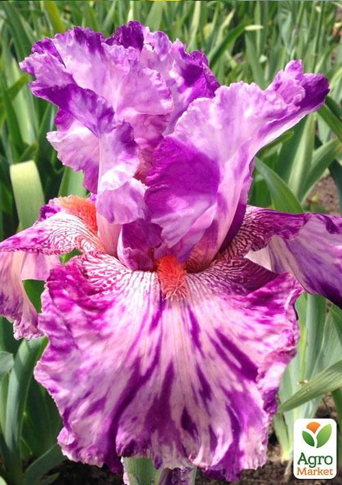 Ирис бородатый крупноцветковый "Squid Squirt"  1шт в упаковке