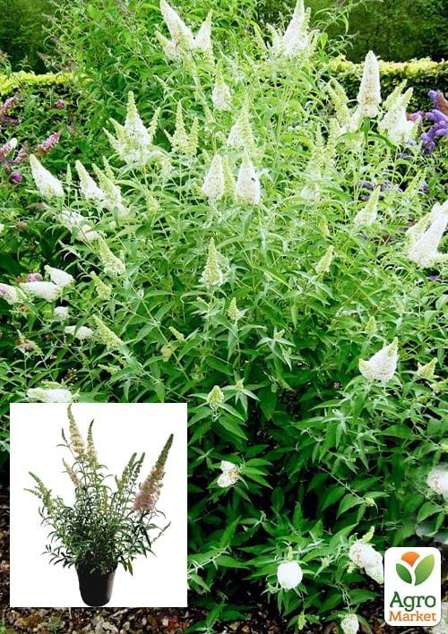 Буддлея Давида 2х летняя "White Ball" С2