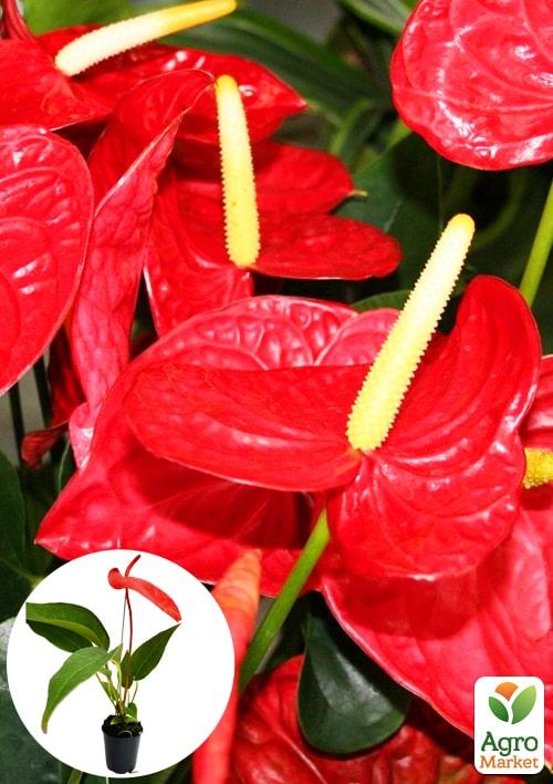 Антуріум (Anthurium) "Tropic Fire"
