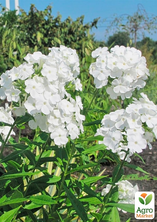 Флокс багаторічний "David" - фото 2