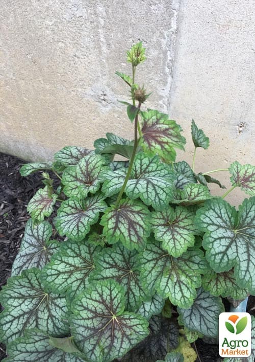 Гейхера (Heuchera) "Green Spice" - фото 2