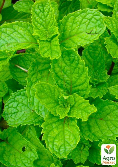 Мята Яблочная "Mentha Rotundifolia" (контейнер Р9) - фото 6