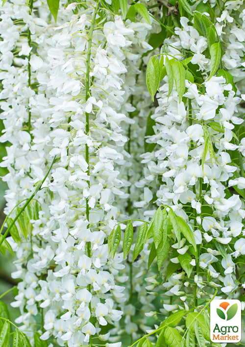 Глициния 3-х летняя белая “Белые ночи” (White Nights) 