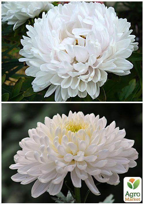 На вагу Айстра "Перли" ТМ "Весна" ціна за 1,5г - фото 3