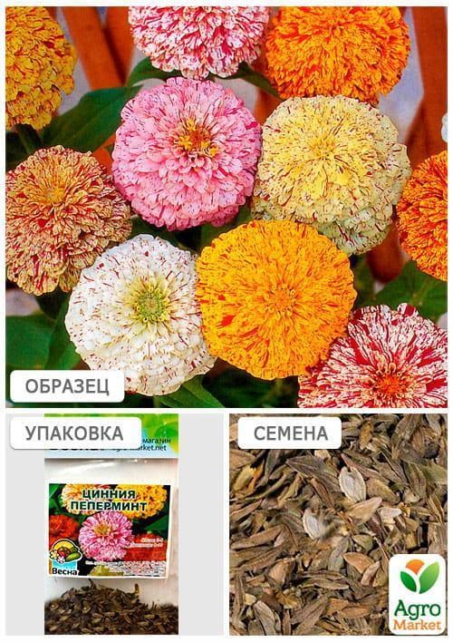Цинния "Пеперминт" (Зипер) ТМ "Весна" 2г - фото 4
