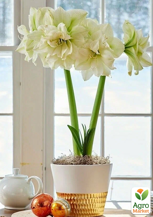 Амариллис (гиппеаструм) махровый в горшке "Ice Queen"