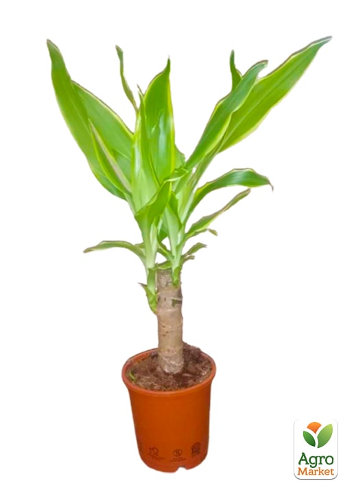 Драцена "Fragrans" - фото 6