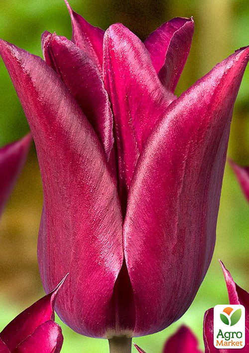 Тюльпан "Purple Heart" (лілієцвітний)