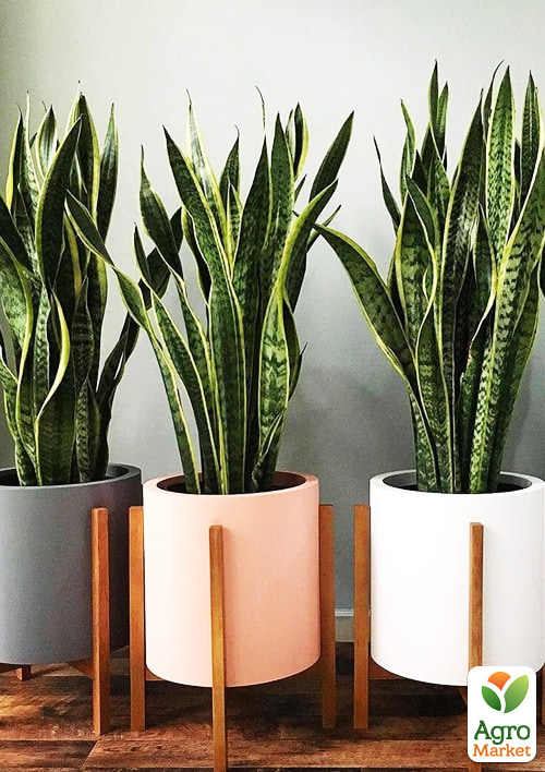 LMTD Сансевієрія "Laurentii" (p12 висота рослини 30-40см)