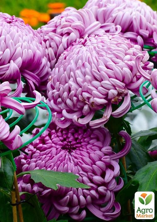 Хризантема  "Irisa Lilac" (низкорослая крупноцветковая)