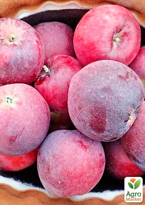 Яблоня "Вильямс Прайд" укорененная в контейнере (саженец 2 года) - фото 2