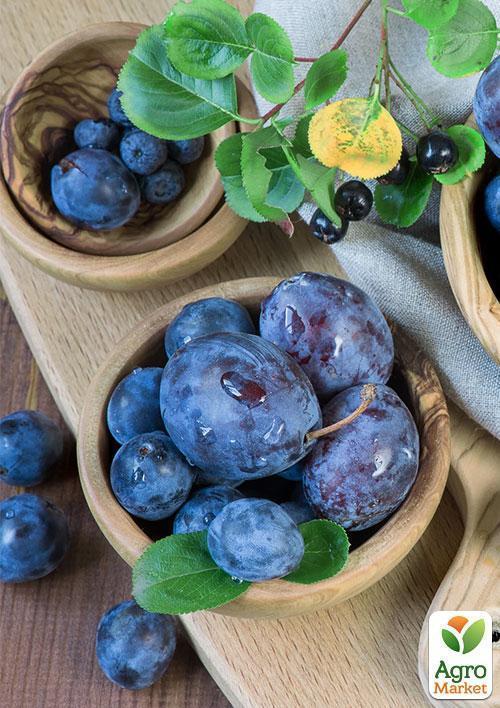 Слива "Кабардинка" (осенний сорт, поздний срок созревания) - фото 5