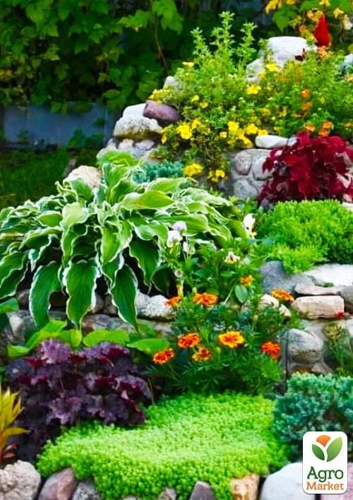 Комплект растений "Альпийская горка" (Alpine slide) - фото 2