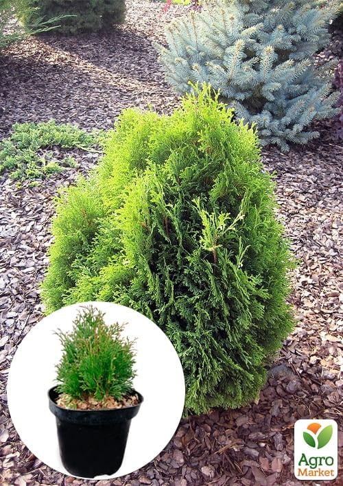 Туя западная "Miky" C2, высота 15-20см