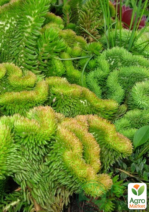 Очиток відігнутий "Cristatum" - фото 4