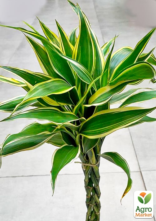 LMTD Драцена переплетенная "Sanderiana" (высота 40-50см) - фото 6