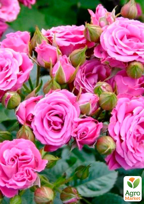 Роза спрей "Linda" в контейнере, высший сорт - фото 2