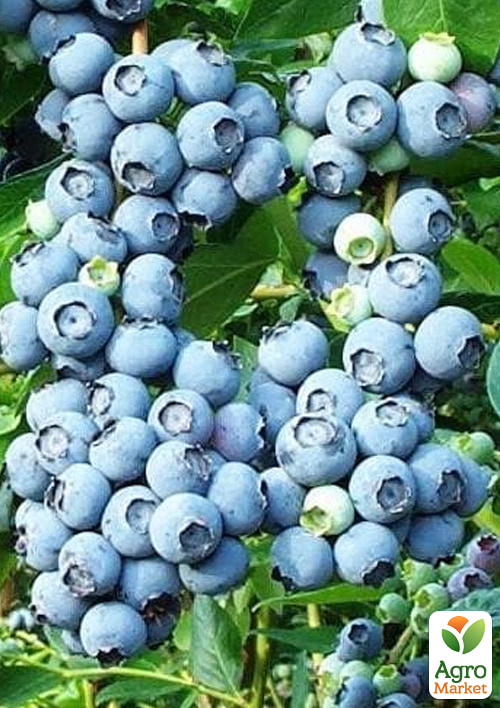 Голубика 5-и летняя "Блюкроп" (Bluecrop) контейнер 40л - фото 3