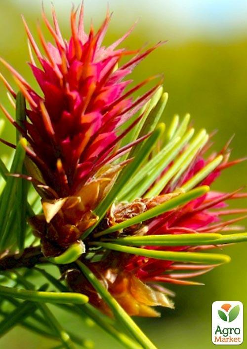 Псевдотсуга "Мензиса" (Menziesii) горшок P9 - фото 2