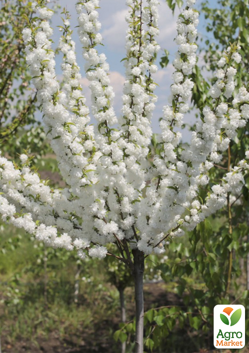 Мигдаль декоративний "Білий парус" на штамбі (вік від 2-х років, висота 150-190см) - фото 3