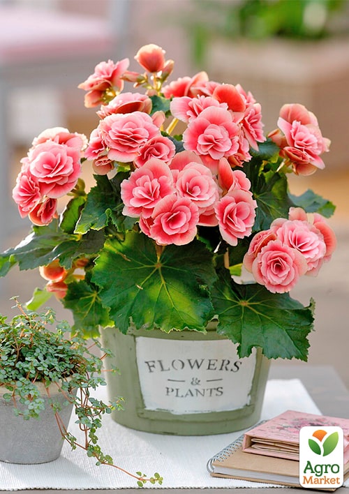 Бегония цветущая "Camellia" - фото 8