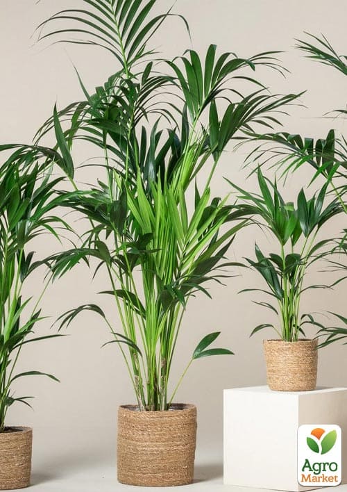 LMTD Пальма Ховея "Forsteriana" (висота 50-70см) - фото 5