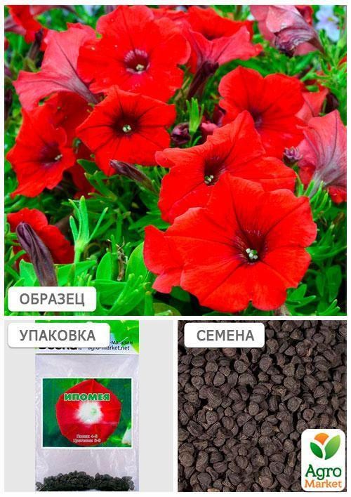 Ипомея красная (Зипер) ТМ "Весна" 1г - фото 4