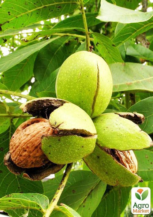 Грецкий орех "Буковинская бомба" (средний срок созревания) - фото 6