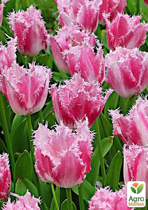 Тюльпан "Huis ten Bosce" 3шт в упаковке - фото 2