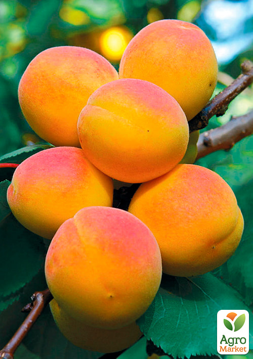 Абрикос "Мелитопольский ранний" (летний сорт, ранний срок созревания)