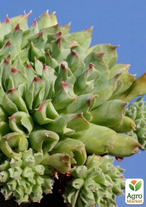 Молодило кровельное "Oddity" - фото 3