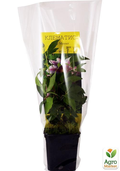 Клематис "Nelly Moser" (повторноквітучий сорт) - фото 7