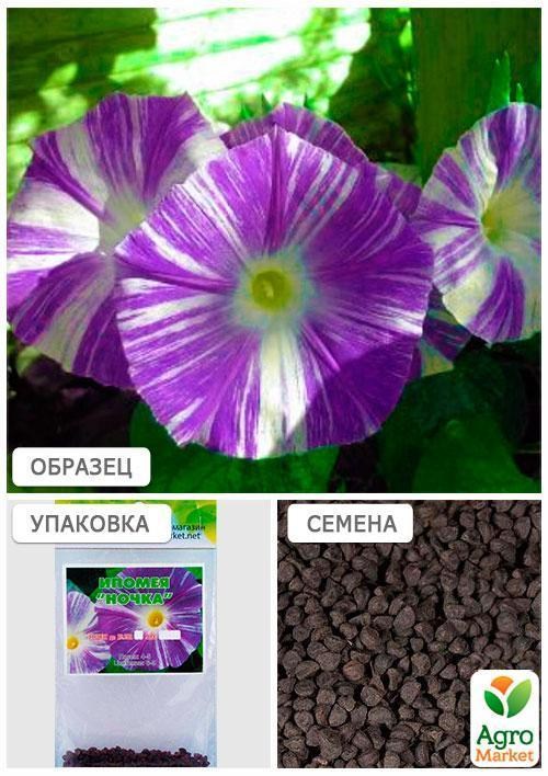 Іпомея "Нічка" (Зипер) ТМ "Весна" 1г - фото 4