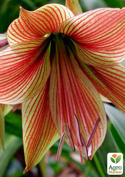 Амариллис "Papillio" (размер 26/28 , крупный)  1шт в упаковке