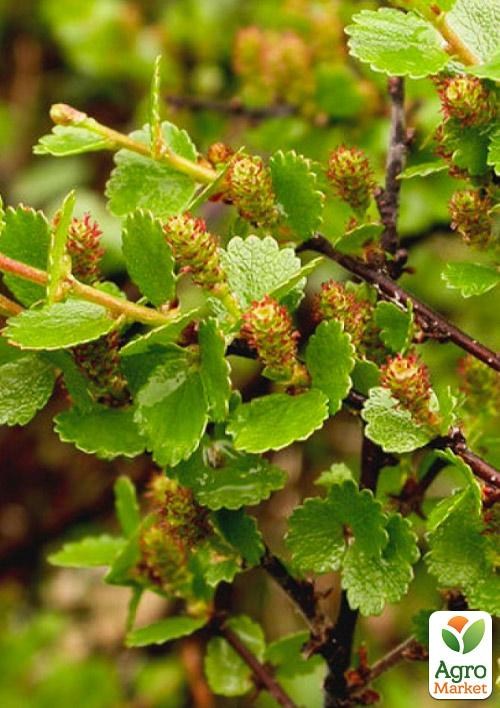 Береза карликова "Nana" (висота 20-30см)