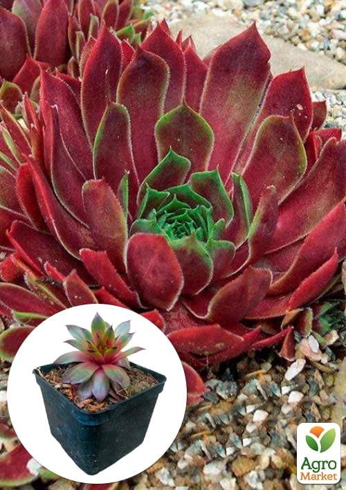 Молодило гибридное "Lipari"