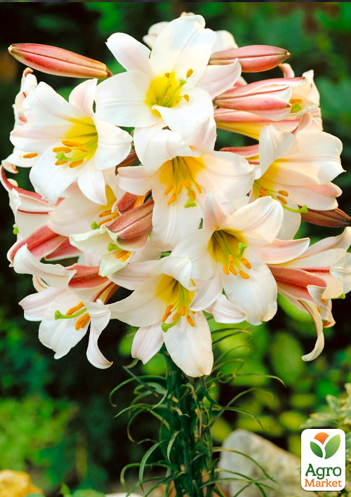 Лилия Трубчатая "Regale"  - фото 4