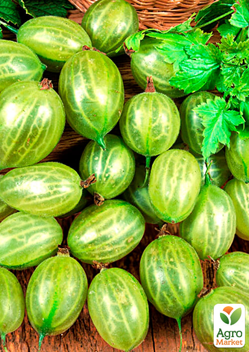 Крыжовник "Зеленый Дождь" (поздний срок созревания, морозостойкий сорт) - фото 4