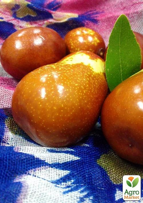 Зизифус "Унаби" (перехресне запилення, садити по 2 саджанця різного ґатунку) - фото 4