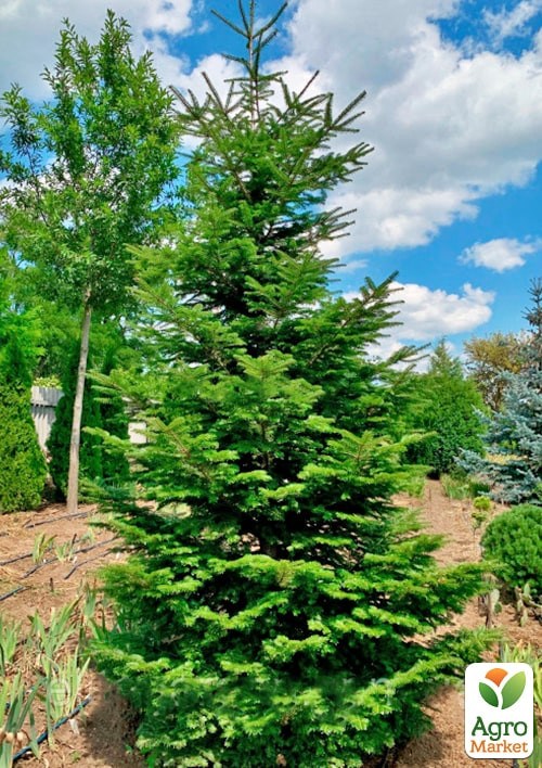 Ялиця Віча (Abies Veitchii) горщик P9 - фото 3