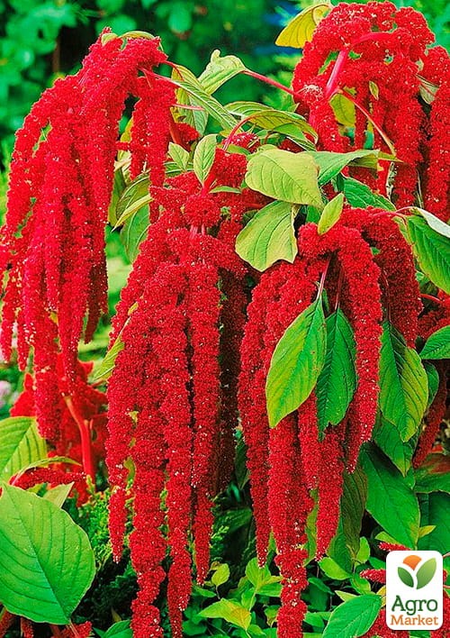 Амарант "Красный" (Зипер) ТМ "Весна" 1г - фото 2