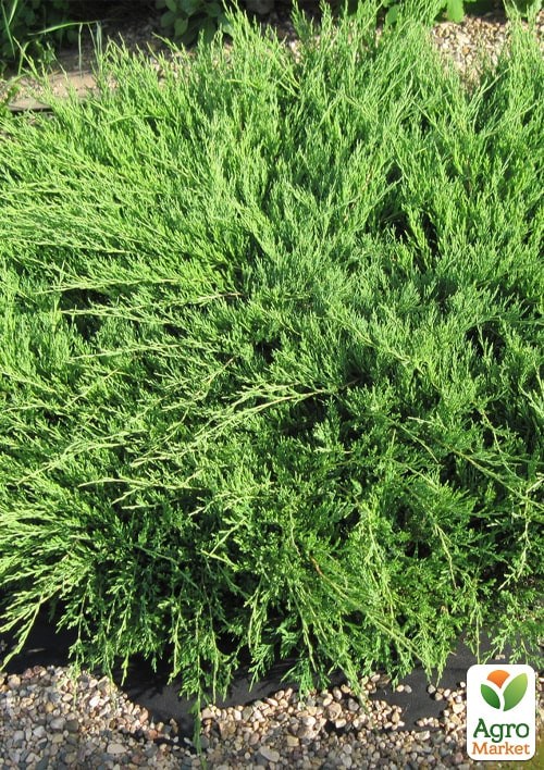 Можжевельник горизонтальный "Andorra Compact" C2, диаметр 25-35см - фото 2