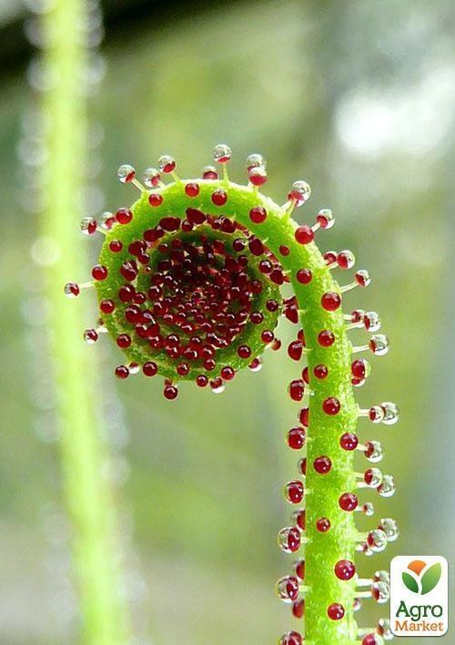 Росоліст "Равлик" ТМ "Vesna Exclusive" 5шт - фото 4
