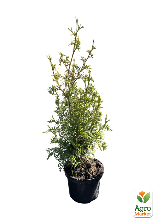 Туя західна "Stolwijk" С3, висота 25-30см - фото 2